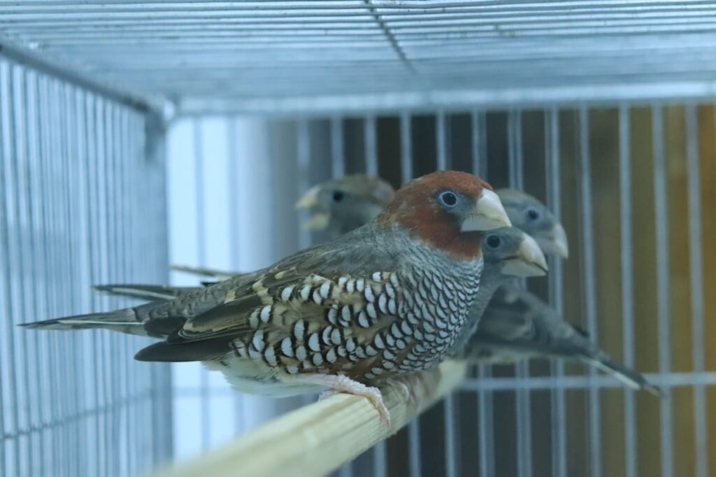Amadina Finch