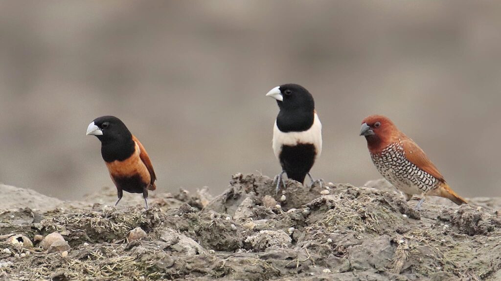 Chestnut Munia