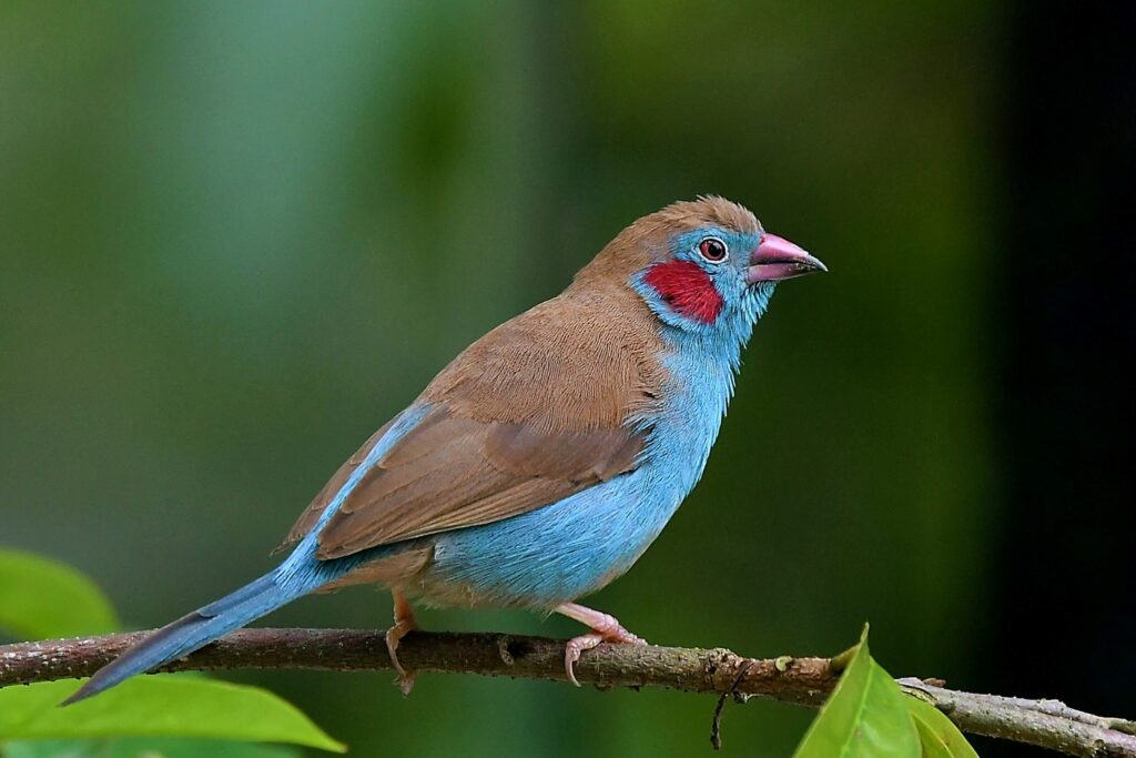 Cordon Bleu Finches