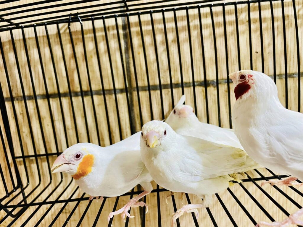 Cutthroat Finches