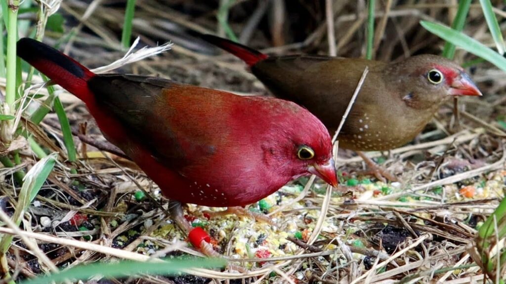 Fire Finches