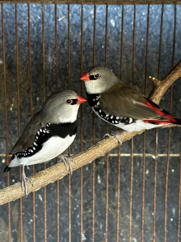 firetail finch