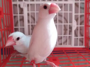 Types Of Pet Finches That You Can Keep | FinchGuy