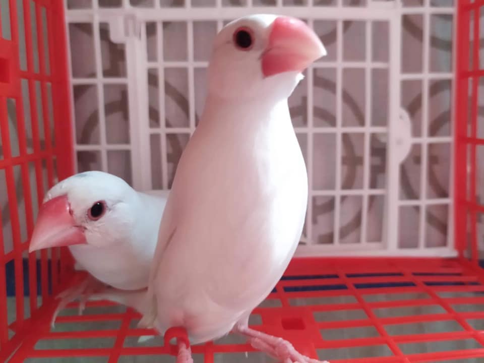 Java Finches