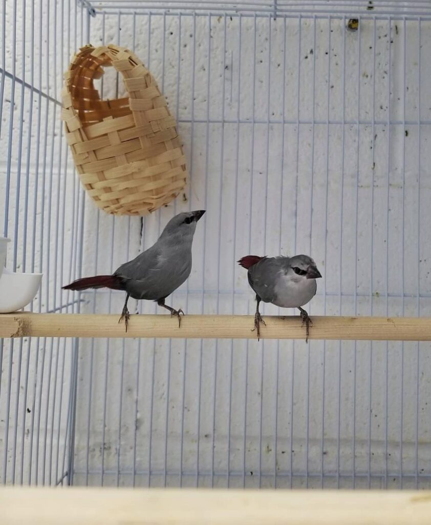 Lavender Waxbill