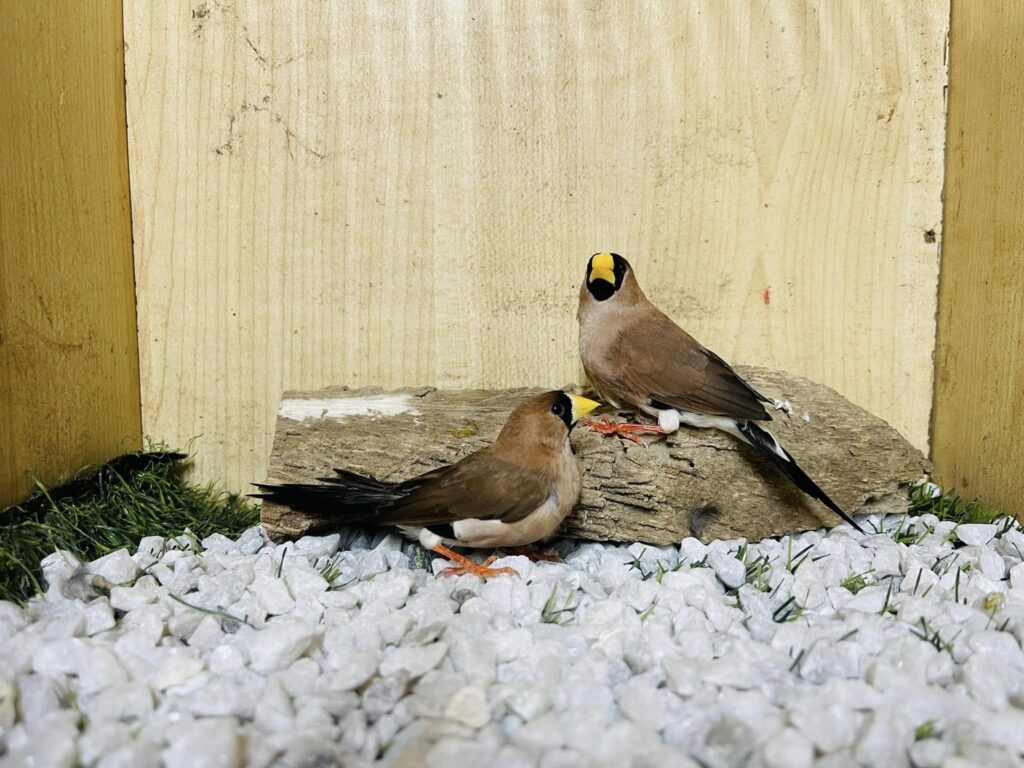 Masked Finches