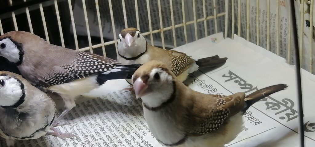 Owl Finches