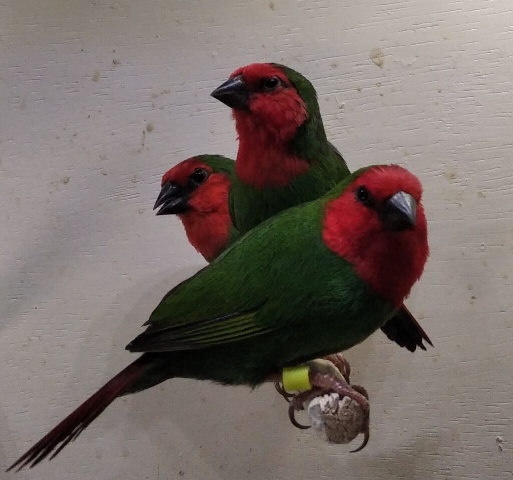 Parrot Finch