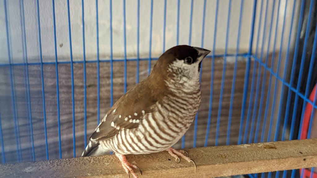 Plum-headed Finch