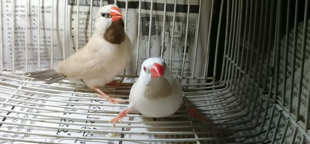 Shaftail Finches