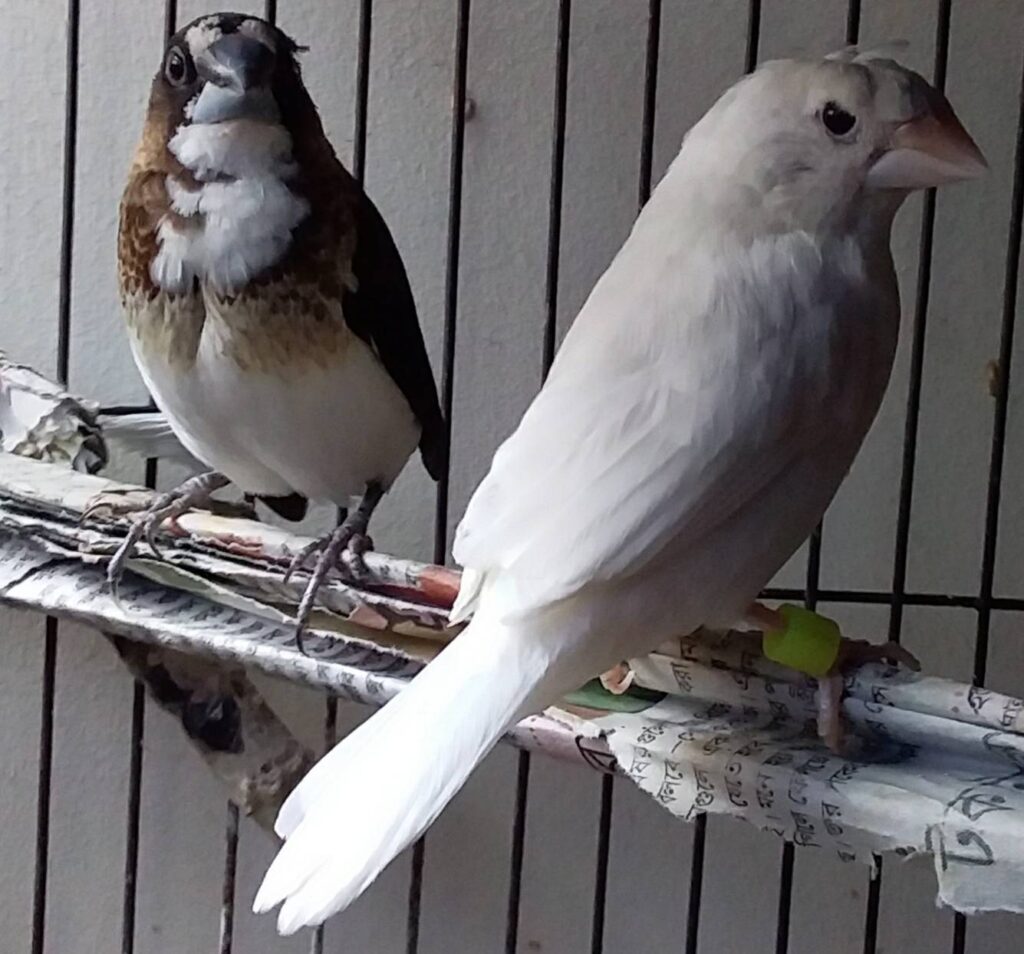 Society Finches