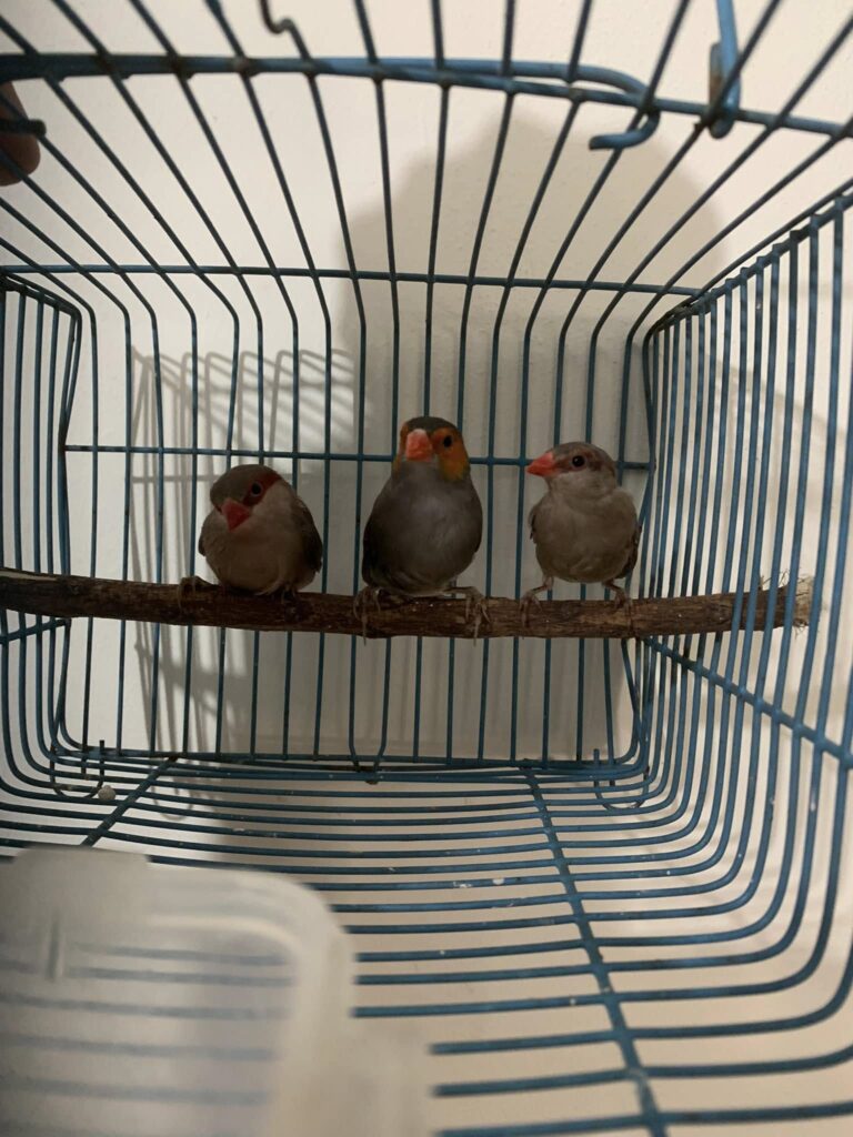 Spice Finch