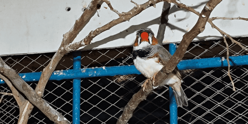 breed zebra finches