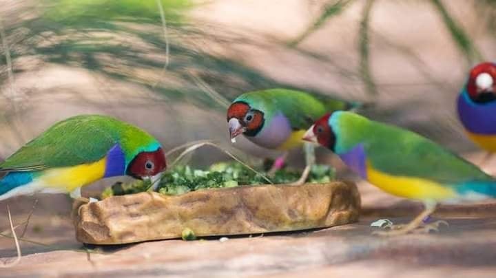 Gouldian Finches