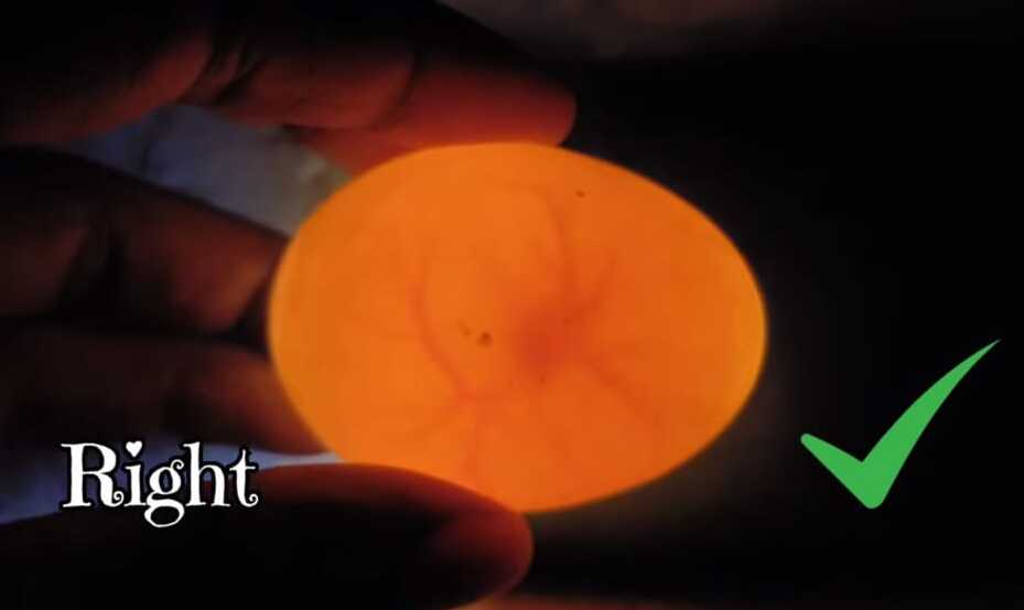 how to candle finch eggs