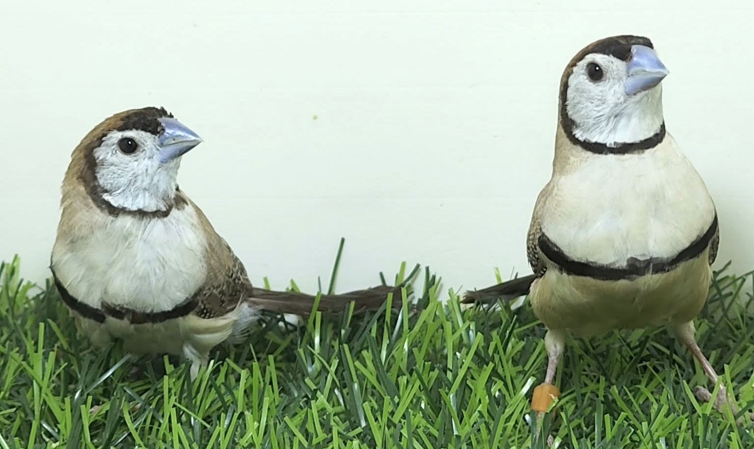 owl finch breeding season