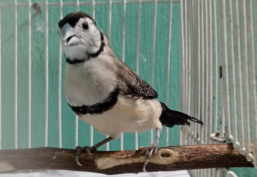 owl finch cage size