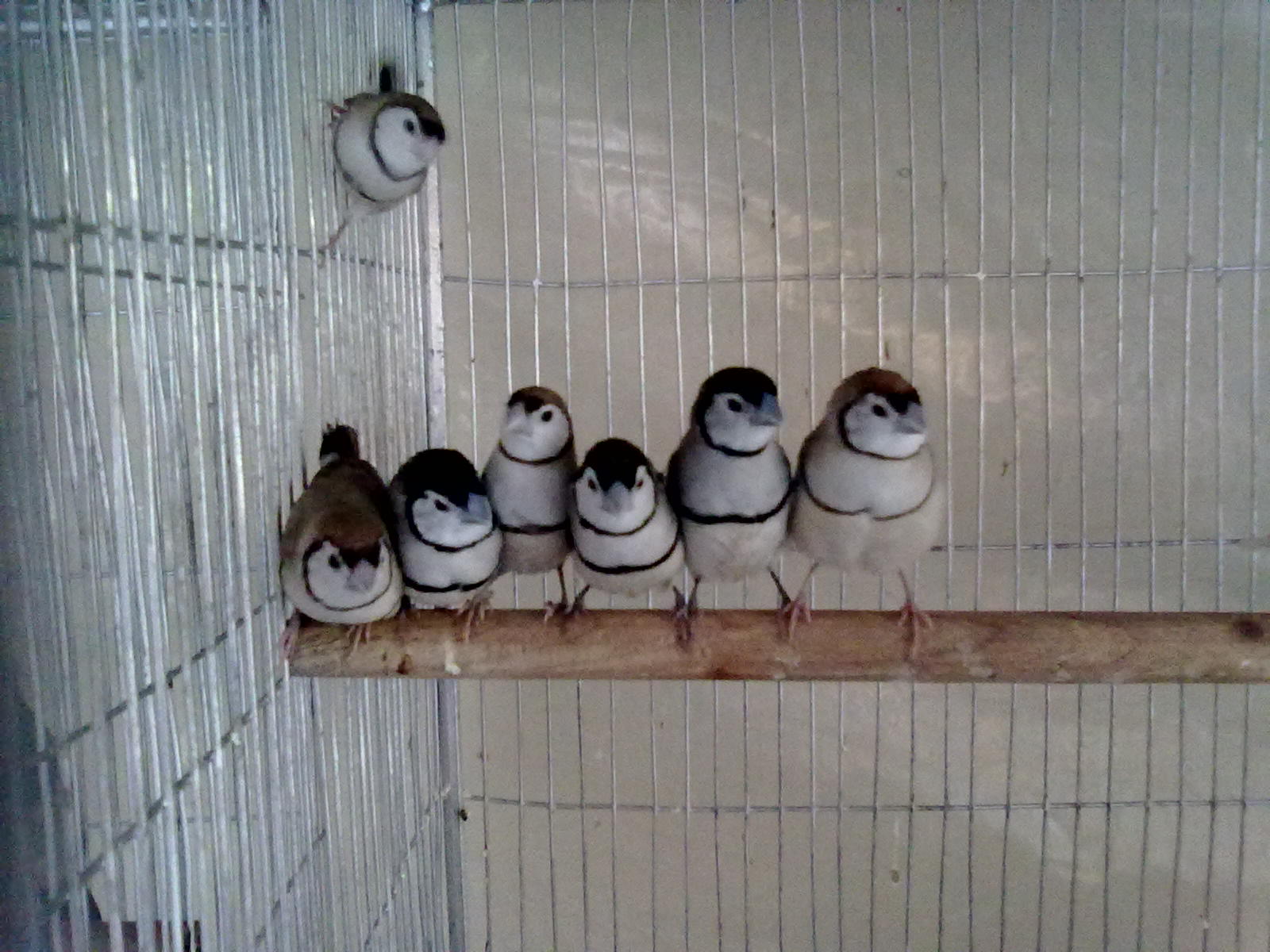 owl finch diet