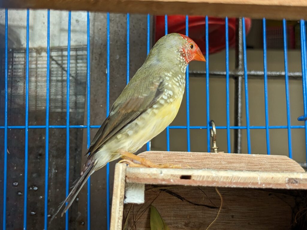 star finches